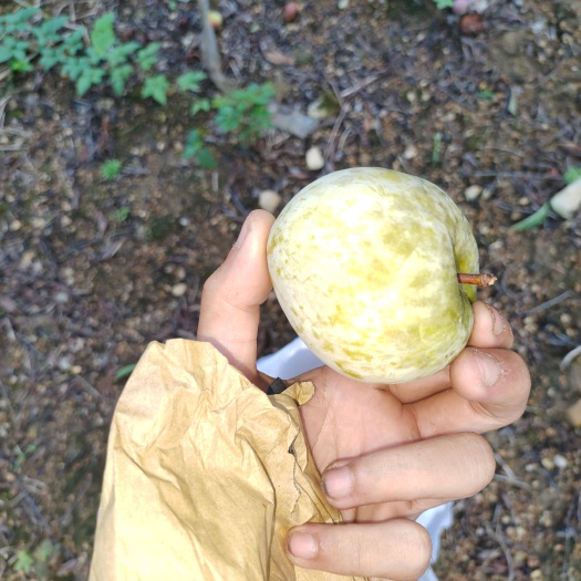 凯里市耐李