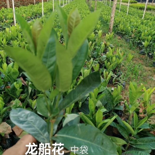 南宁龙船花
