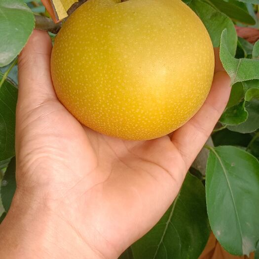 菏泽秋月梨，自家果园
