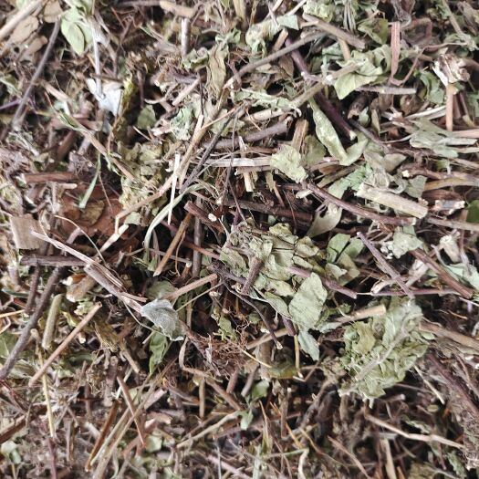 玉林土菌陈中草药 猪毛蒿、石茵陈、山茵陈、西茵陈、北菌陈  批发