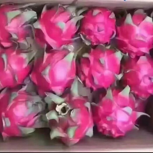遂溪县（湛江代办）红心火龙果，果肉清甜果皮红润，产地直销价格优惠。