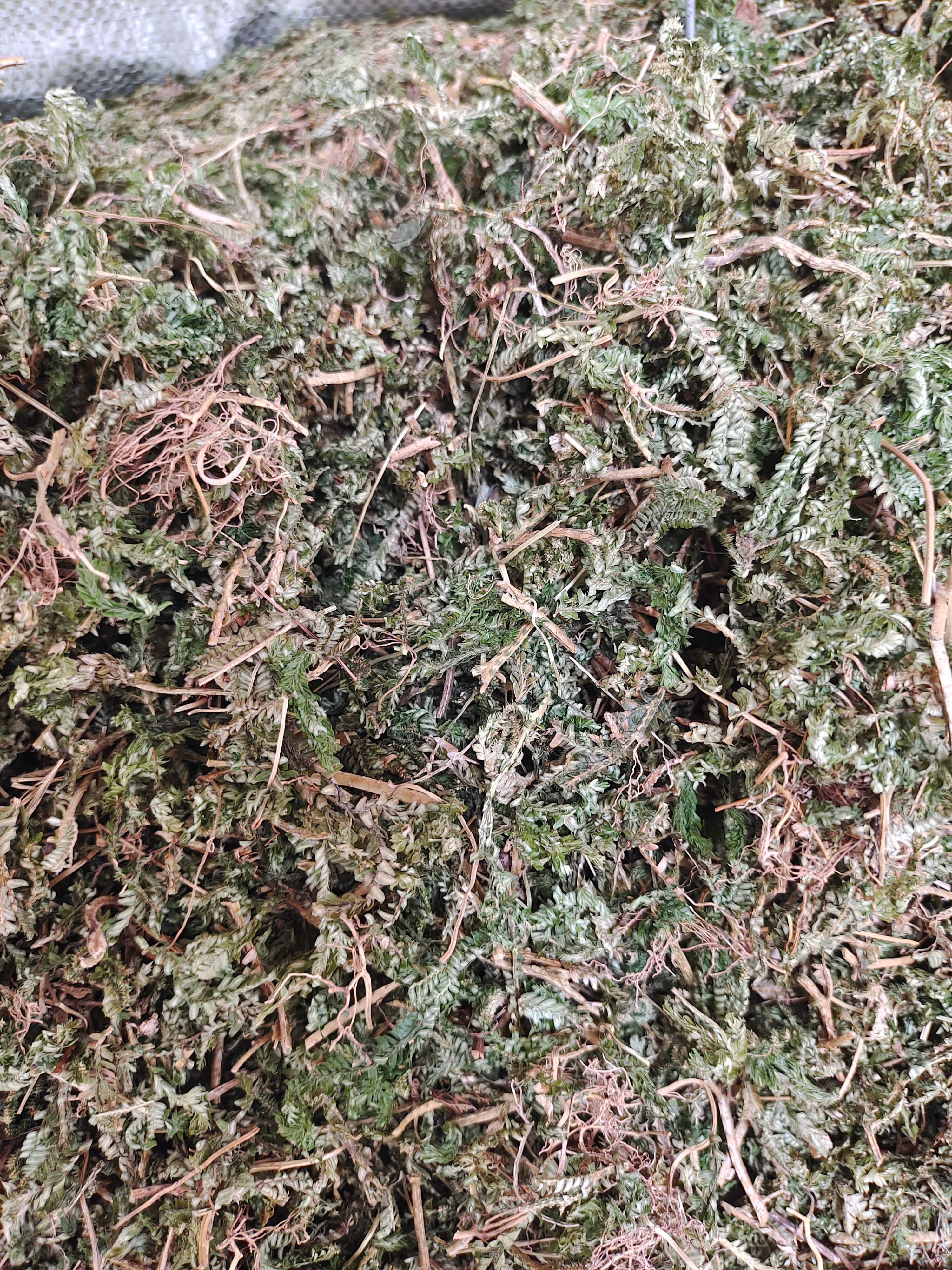 石上柏中草药材 地侧柏 梭罗草 地梭罗金龙草深绿卷柏 批发