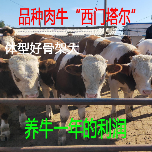 梁山县肉牛犊 小牛出售，活牛西门塔尔牛