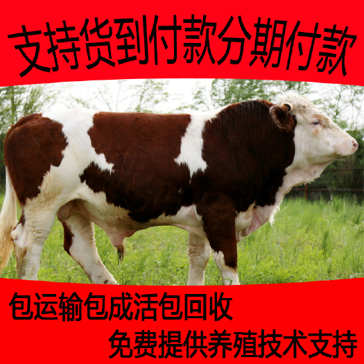 梁山县西门塔尔牛 怀孕母牛 种公牛 提供养殖技术支持