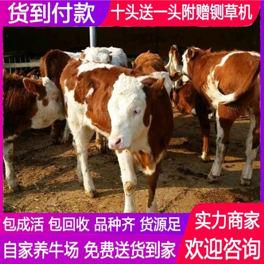 梁山县西门塔尔牛，活牛出售，养牛利润