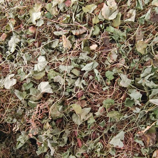 玉林马蹄金中草药 黄胆草 小金钱草 螺丕草 小马蹄草 批发