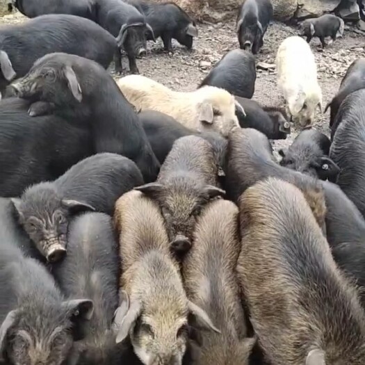 西昌市来自凉山高山上的彝族家的小猪儿 纯粮食喂养