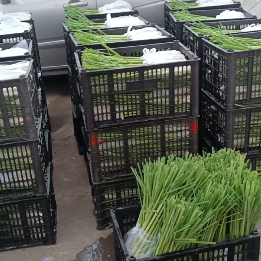 中江县香茅草