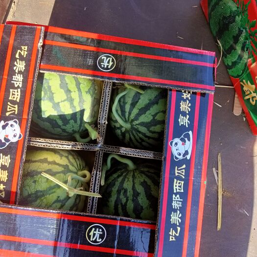 吴忠麒麟无籽西瓜