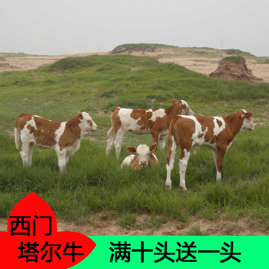 梁山县西门塔尔牛 牛犊 小牛活苗