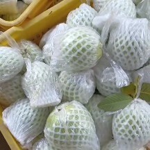北流市一手货源，珍珠白心芭乐番石榴