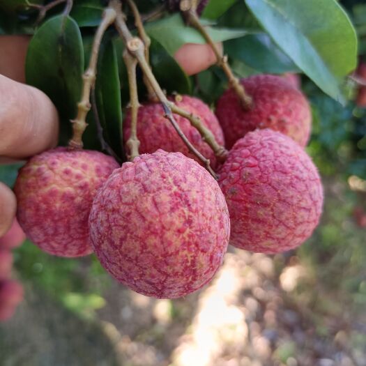 衡阳荔