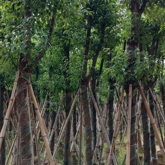 普宁市小叶樟