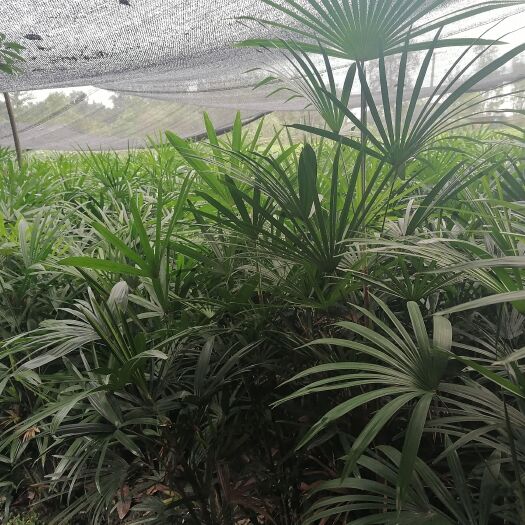 成都细叶粽竹批发基地，出售大量细叶粽竹工程苗木