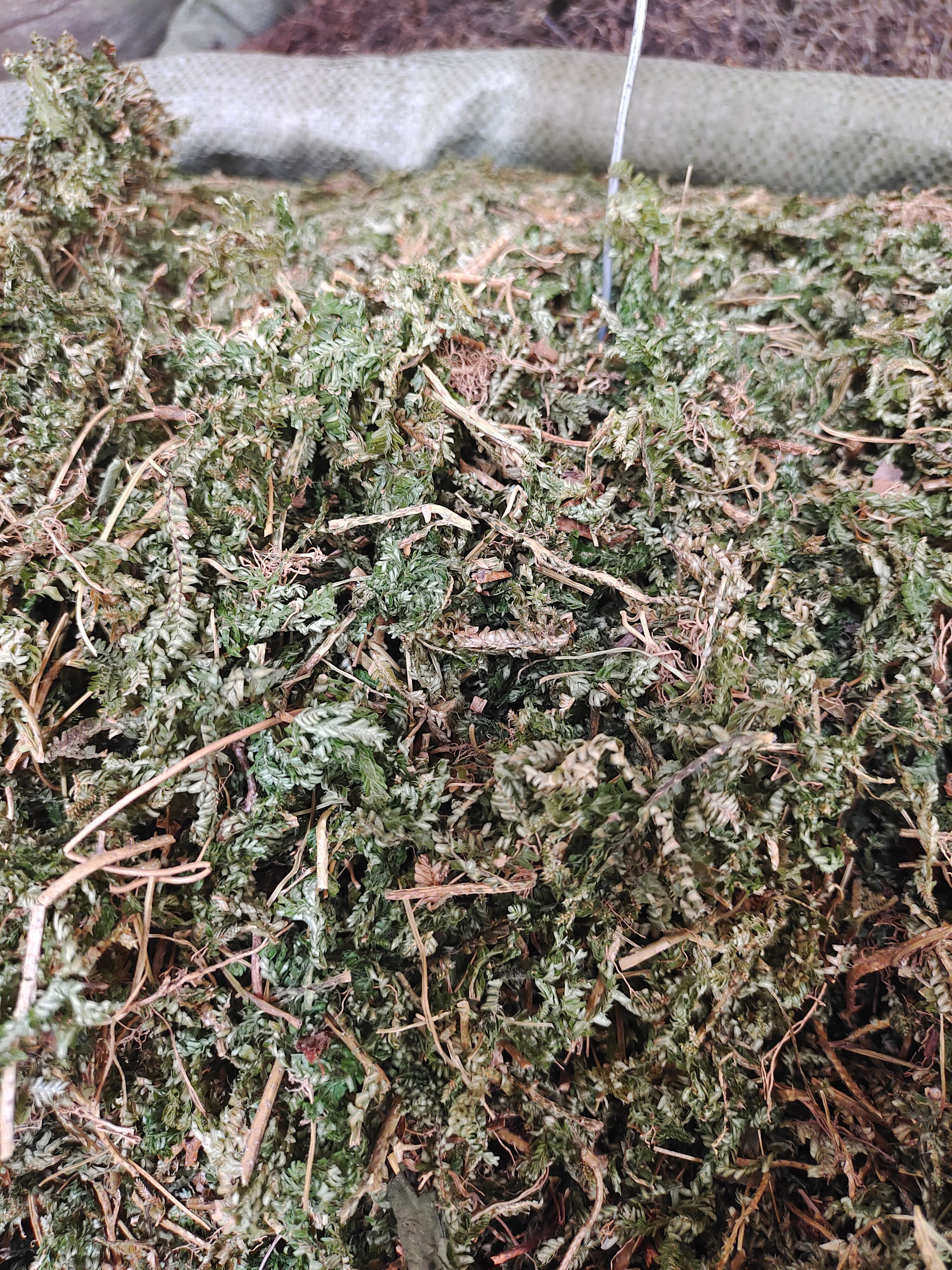 石上柏中草药材 地侧柏 梭罗草 地梭罗金龙草深绿卷柏 批发