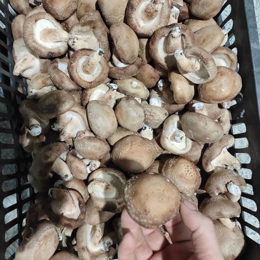 菏泽次香菇现货处理，库存两三千斤