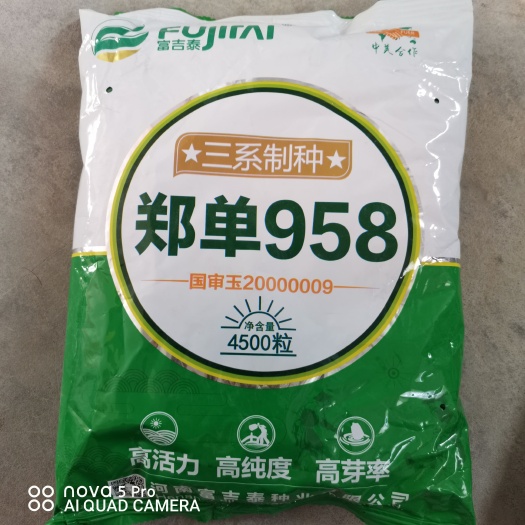 尉氏县郑单958（三系制种)：高纯度、高芽率、高活力。