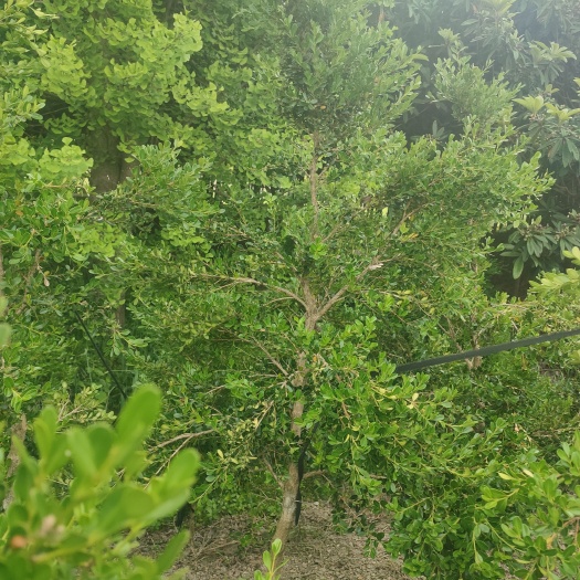 东台市小叶黄杨