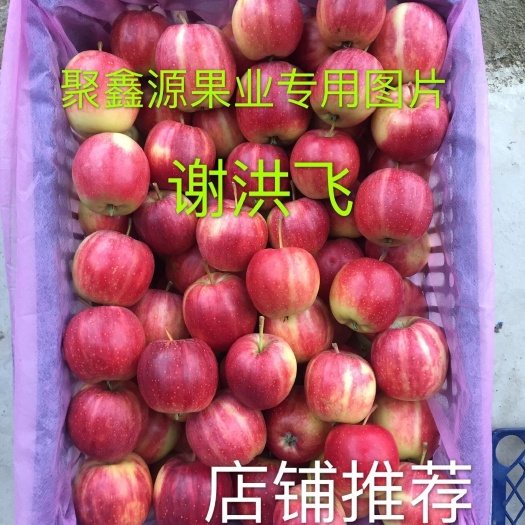 西丰县全国金红123苹果主产区