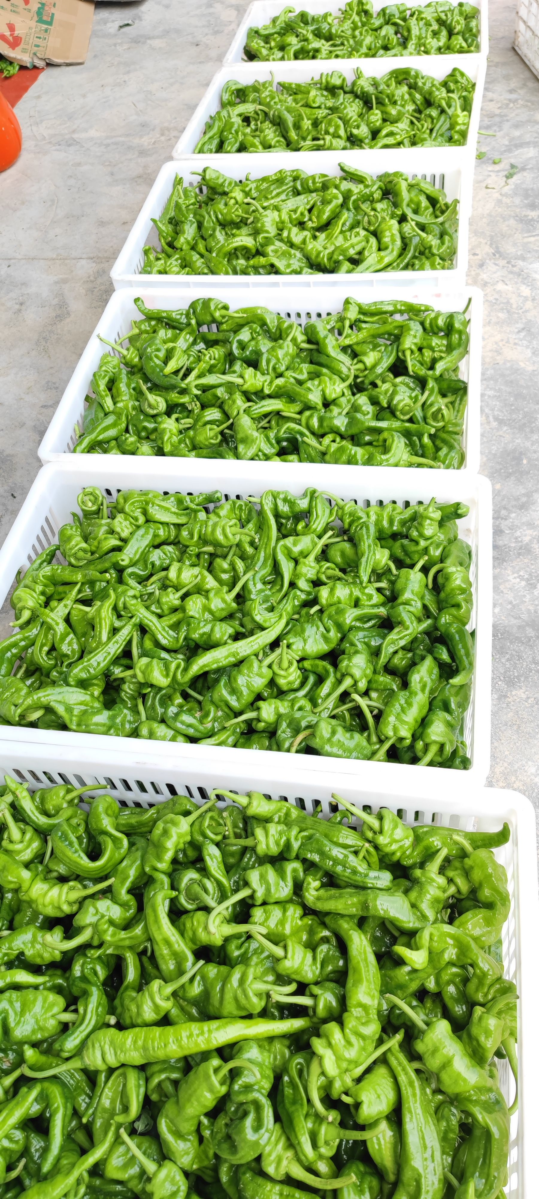 螺丝椒 红辣椒 线椒 芜湖椒  一手货源 品质优良