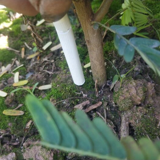 景东县批发裸根实生余甘子苗   袋装实生余甘子苗嫁接苗又名滇橄榄