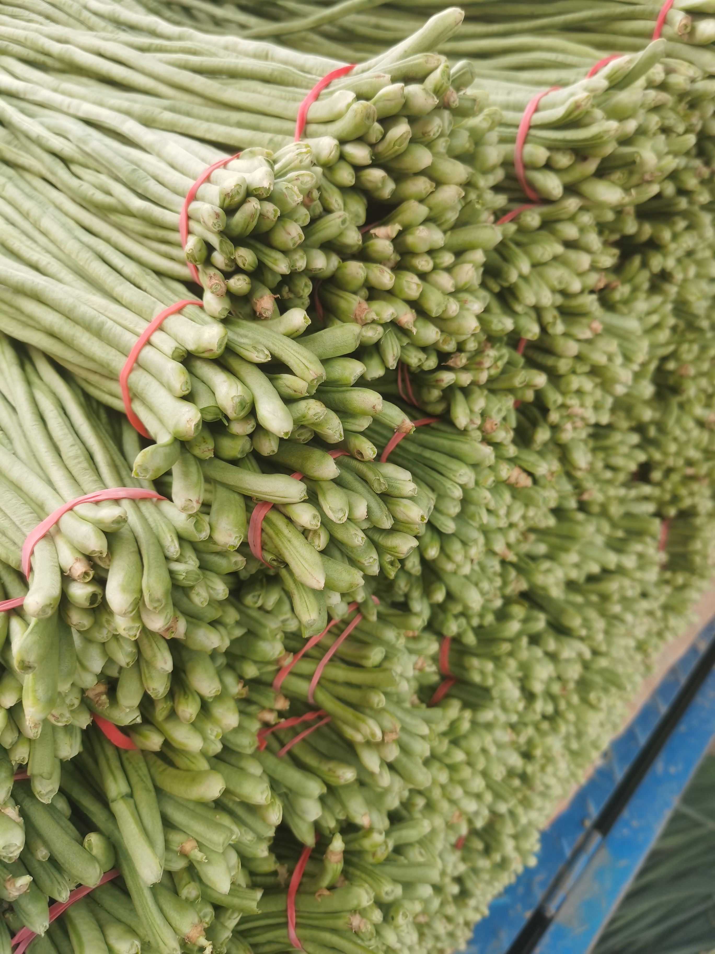 江豆，长豆角