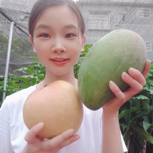 灵山县芒果大苗树型漂亮各品种芒果营养杯苗盆栽地栽都可以