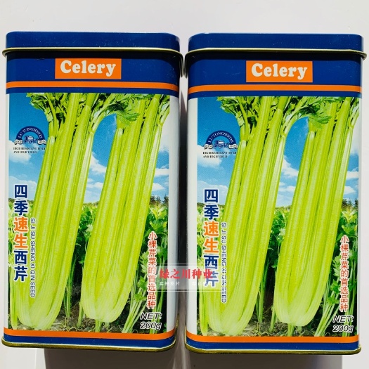 沭阳县四季速生西芹种子 特高产芹菜 小棵芹菜精选品种特实心叶柄嫩黄