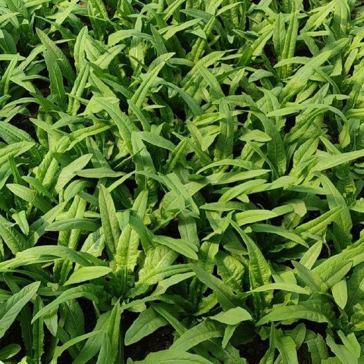 大同油麦菜