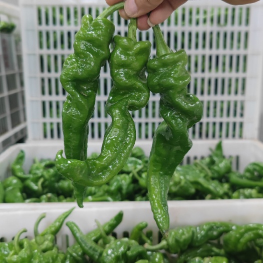 长阳县螺丝椒 红辣椒 线椒 芜湖椒  一手货源 品质优良