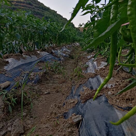 松桃县贵州本地辣椒