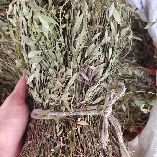 玉林金不换中草药材，瓜子金，小叶金不换。颜色青绿，货原充