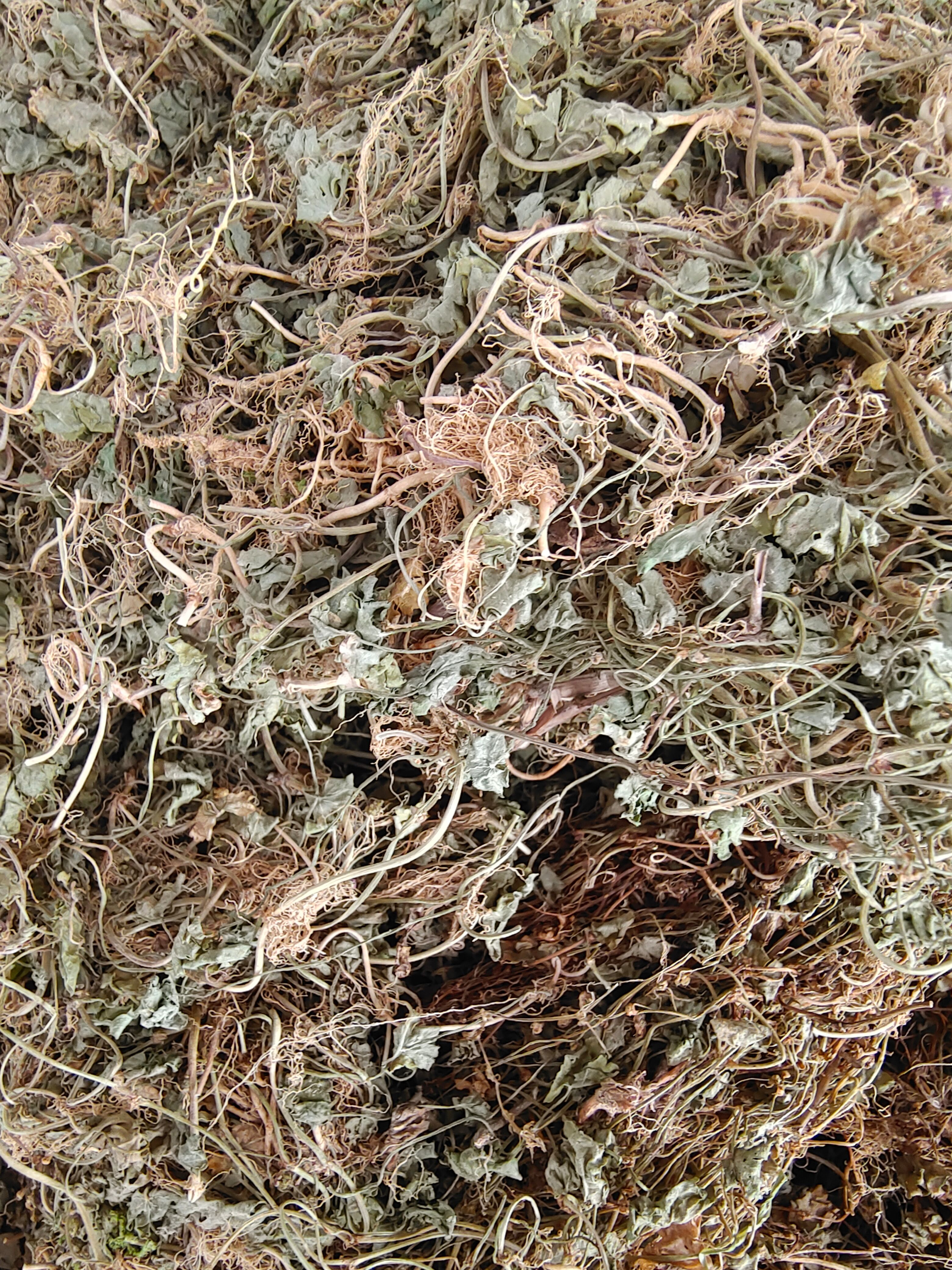 满天星中草药 新货天胡荽 落得打 满天星 批发