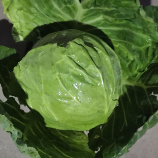寿阳县出售大量茴子白软菜