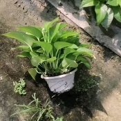广州绿萝