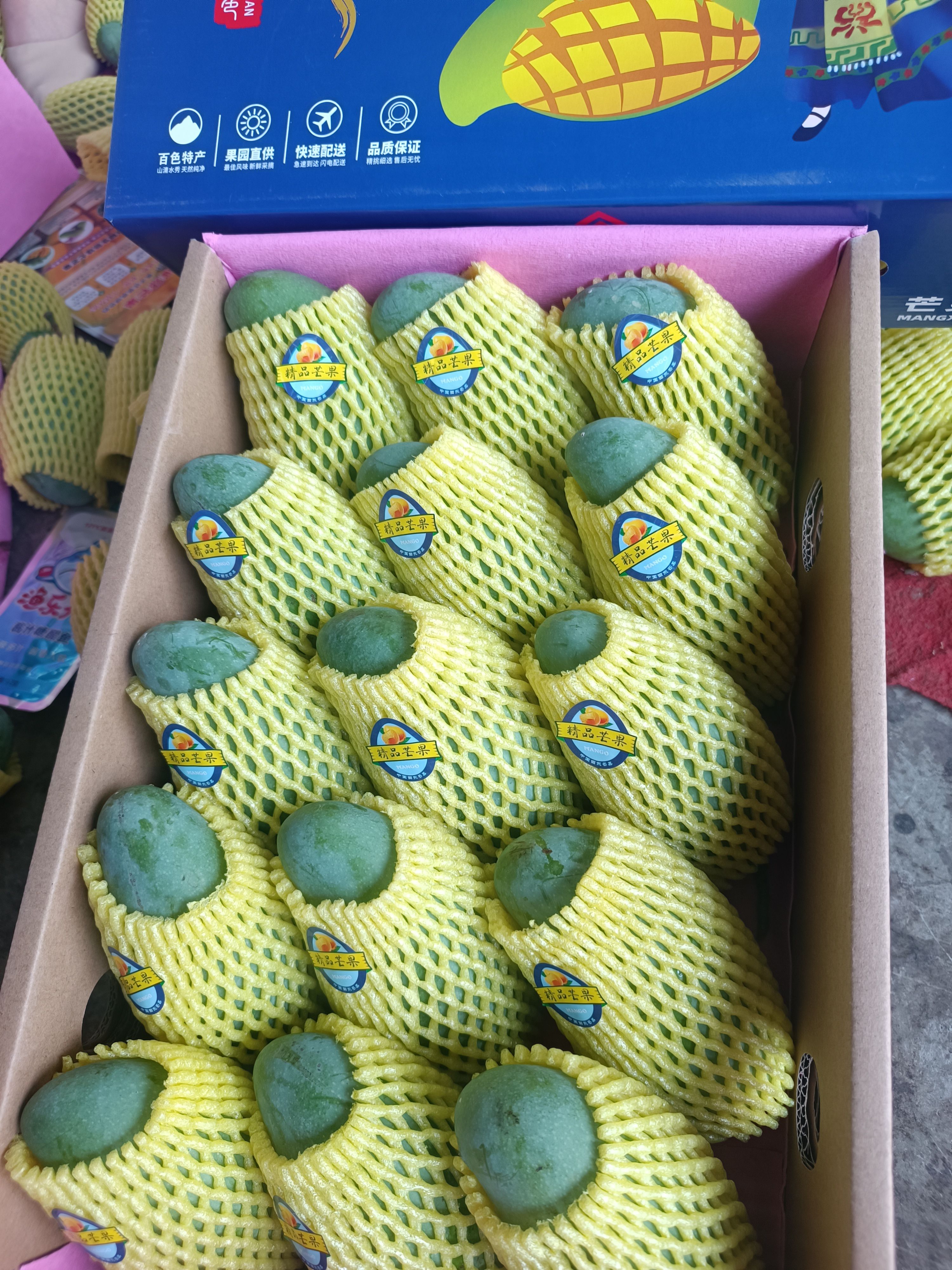 百色桂七芒