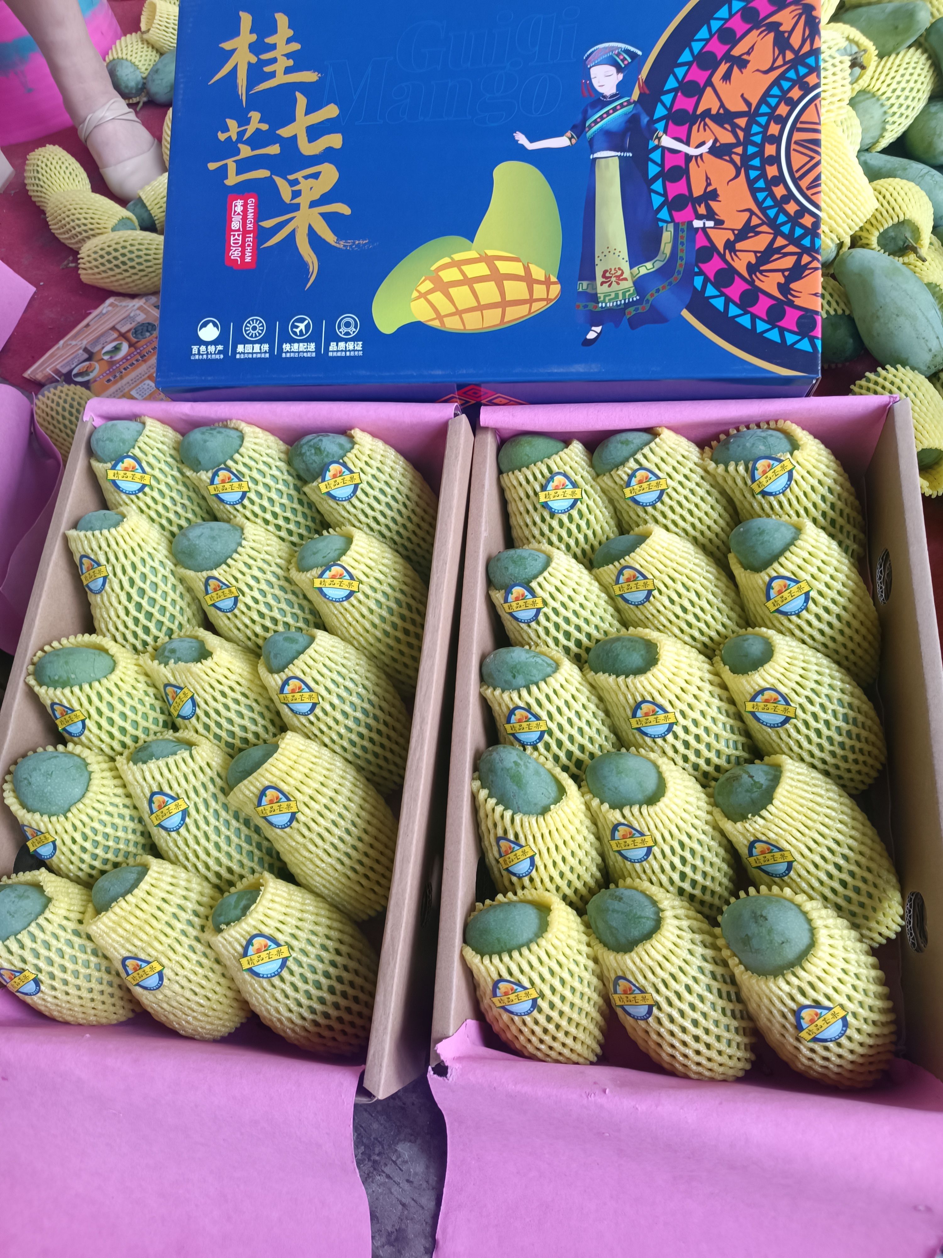 百色桂七芒