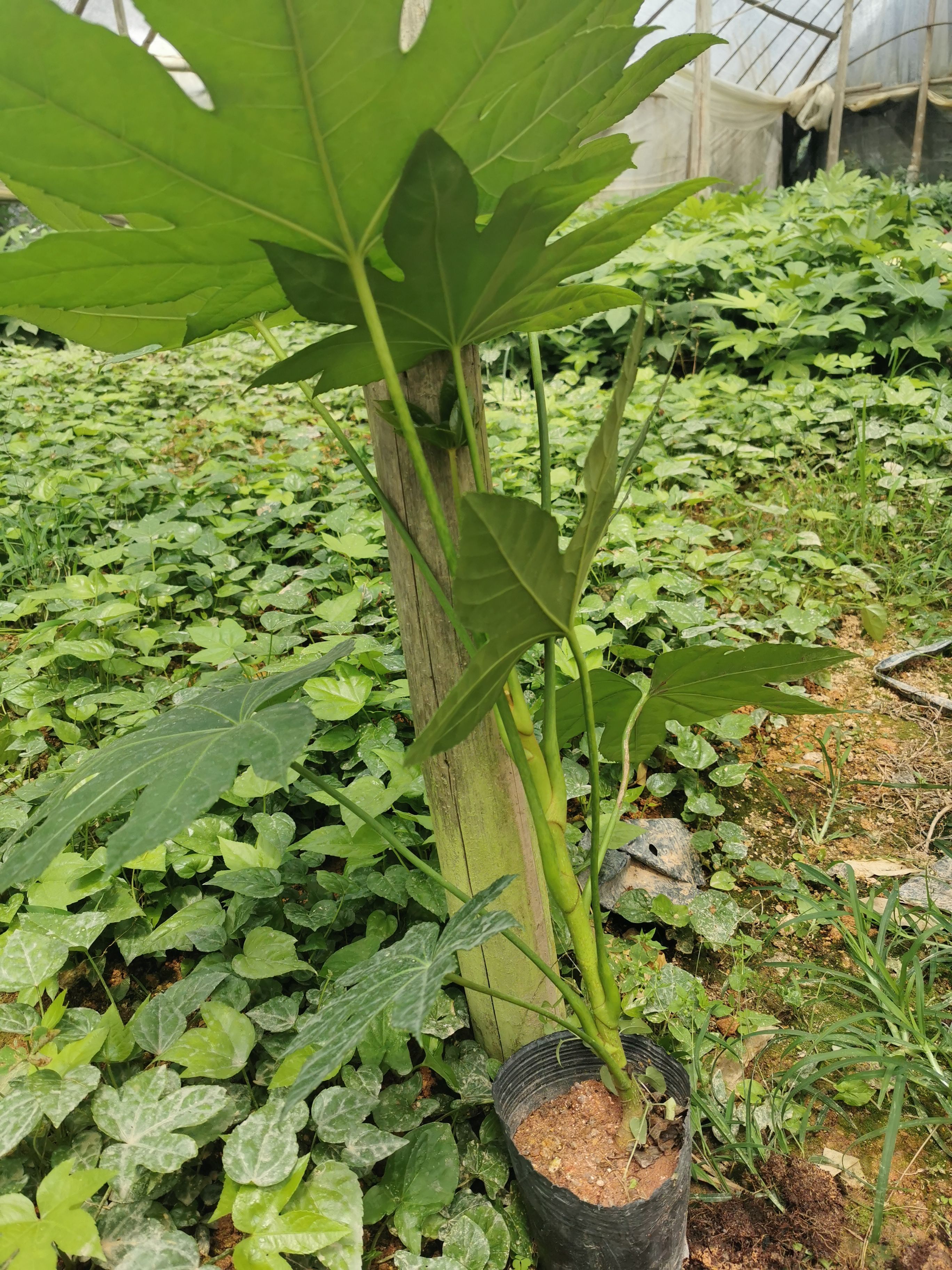 八角金盘基地直销，量大从优，自产自销