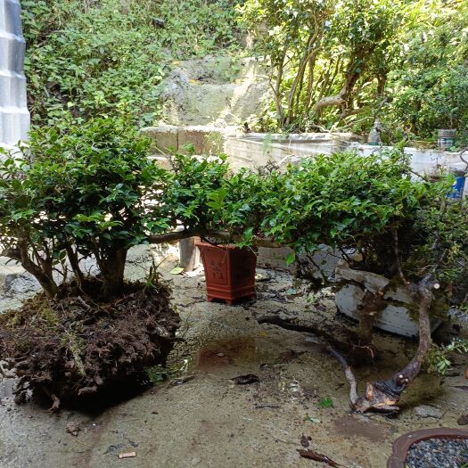 雷波县苟骨