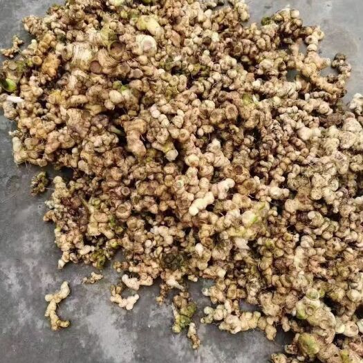 黄梅县多花黄精