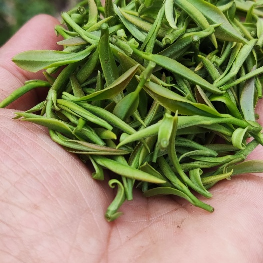 绿茶  五峰贡芽