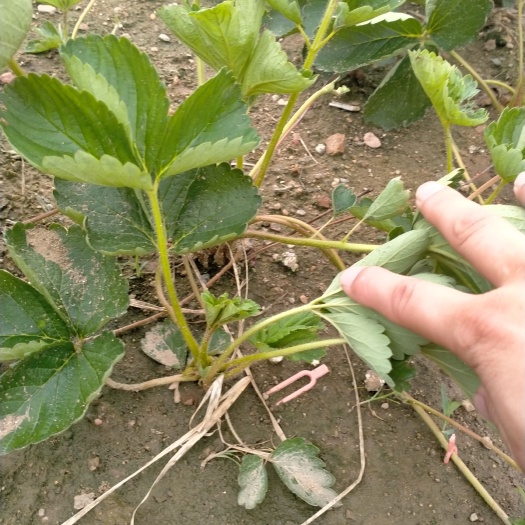 泰安桃熏草莓苗价格 白雪公主草莓苗价格