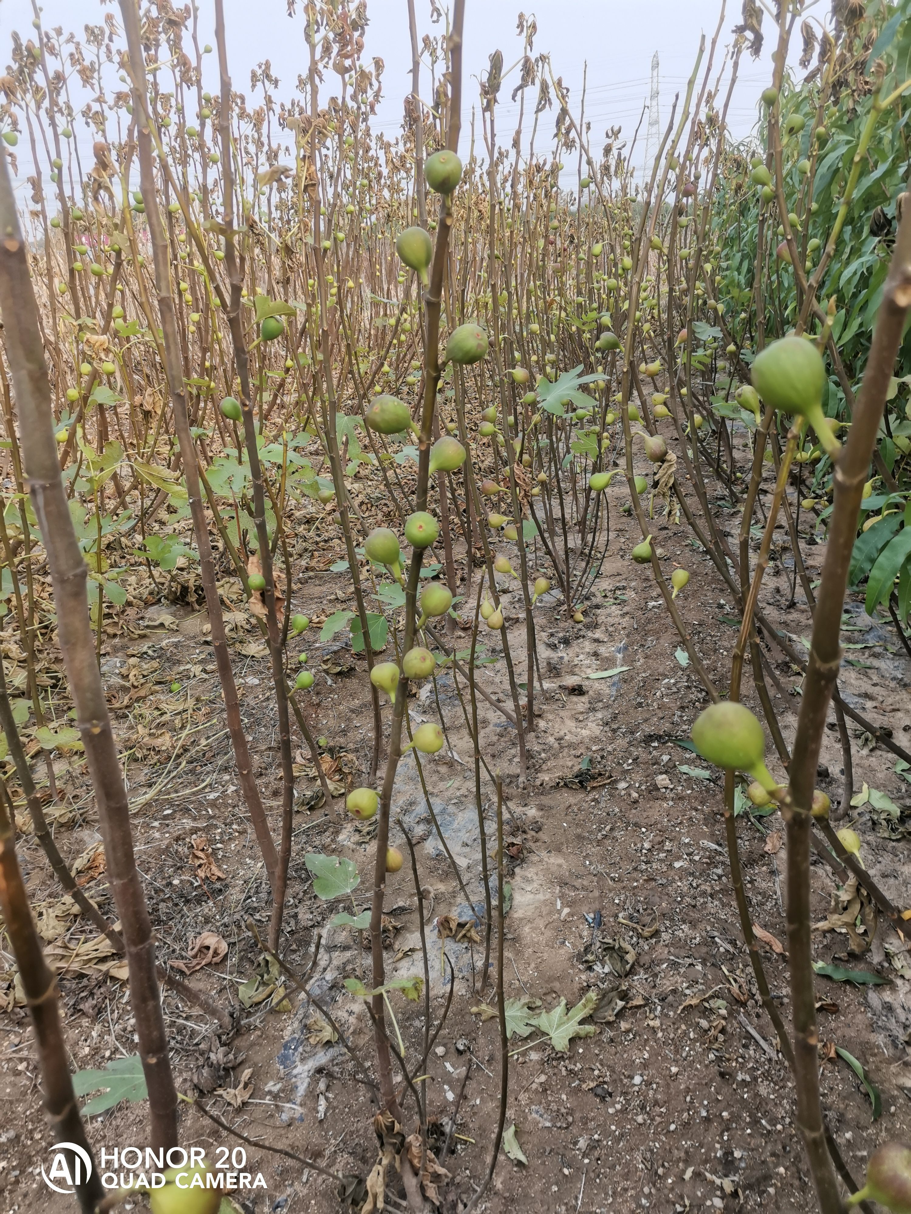 布兰瑞克无花果苗  波姬红，金傲芬，玛斯义陶芬，芭劳奈无花果