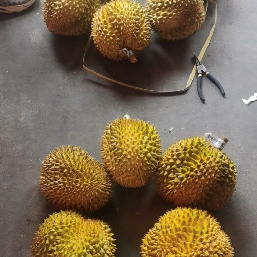 高碑店市一级六头金枕榴莲