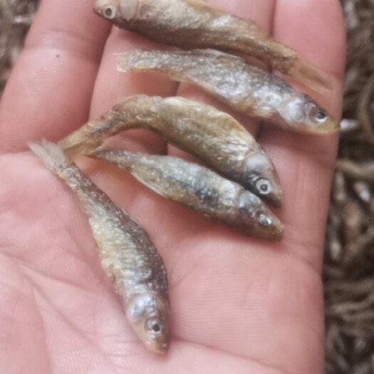 白山油炸麦穗鱼