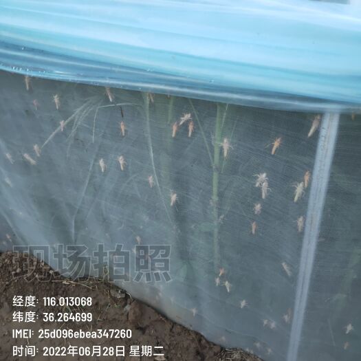 阳谷县蚂蚱种苗，东亚飞蝗种苗，一龄，二龄种苗