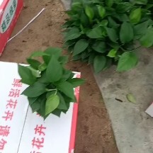 广州110绿萝