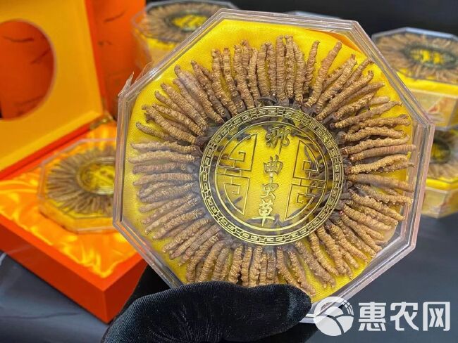 网红那曲小虫草一盒100条高海拔冬虫夏草送礼自吃都很划算