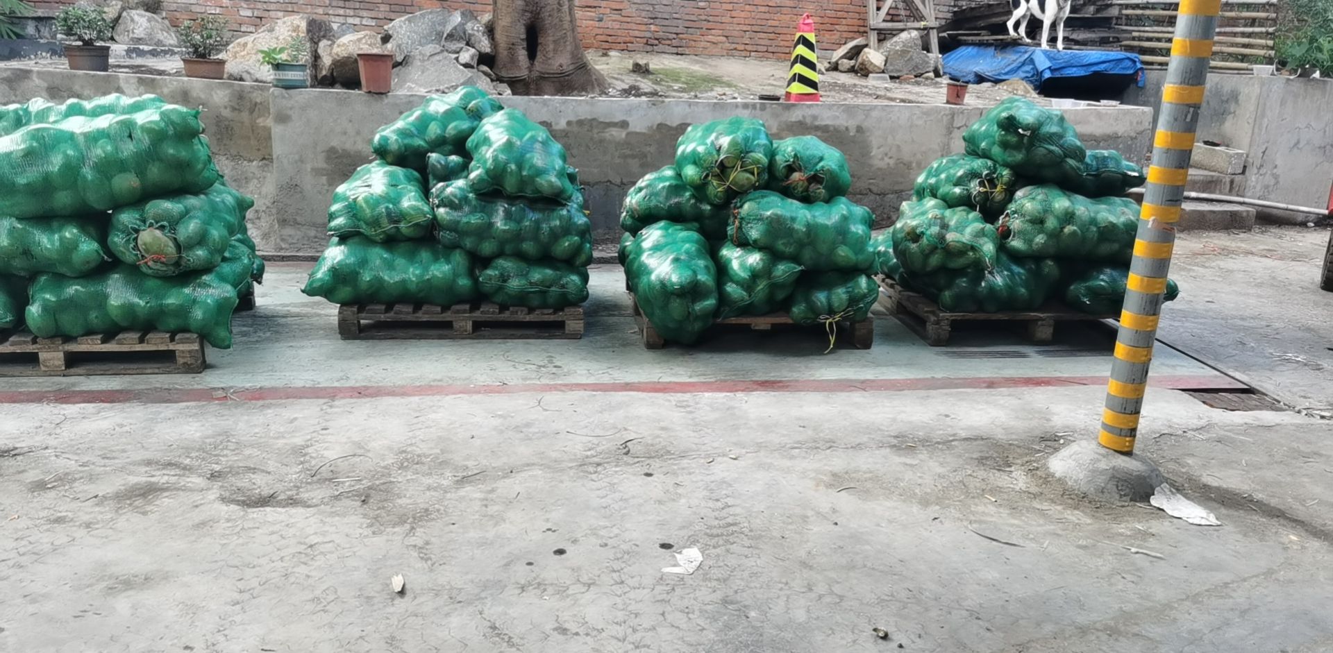 象牙芒，凯特芒，工厂用果，加工果，网袋果确保一手货源产地直发
