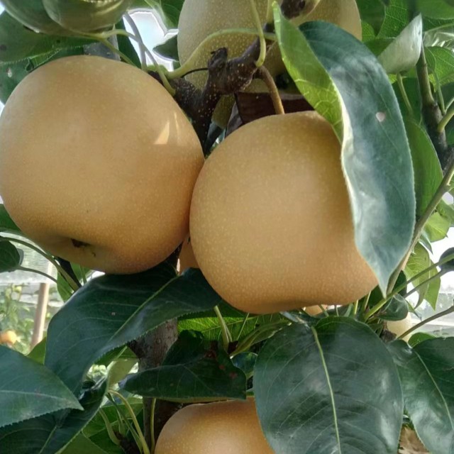 新玉早蜜梨，果品端正，肉质细腻，丰产性高，早熟梨中的首先！